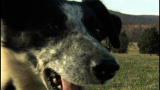 Top 10 Super Dogs: Border Collie