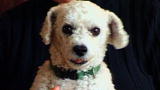 Weird True & Freaky: Narcoleptic Dog