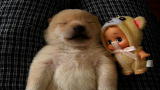 Puppies vs. Babies: Sleep Talking Puppy