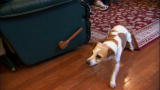 Victoria's Top 10 Most Difficult Dogs
