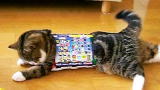 America's Cutest Cat 2010: Stuck in the Middle