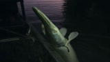 River Monsters: Landing a Giant Alligator Gar