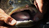 River Monsters: Battling the Elusive Taimen