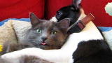 America's Cutest Cat 2010: Puppy and Kitty PDA