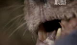 Fatal Attractions: Save Lion or Daughter's Arm?