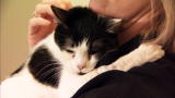 Animal Planet Promos: Cat Care Month