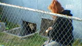 Pit Bulls and Parolees: Cornered Pit Bull