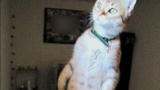 Weird True & Freaky: Rocky the Standing Cat