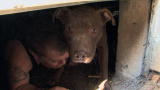 Pit Boss: Crawl Space Rescue