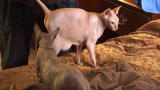 My Cat from Hell: Sharing the Bed