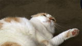 My Cat from Hell: Territorial Cat Wants Attention