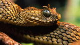 play video on Animal Planet