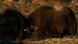 Viking Wilderness: Muskox Butt Heads