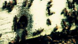 Swamp Wars: Killer Bees invade Home