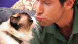 Must Love Cats :You Must Love Cats