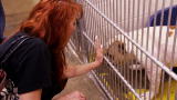 Pit Bulls and Parolees: Bait Dog