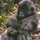 Ultimate Animal Dads: Gorilla Dads