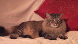 Housecat Housecall: Bear