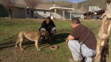 Pit Bulls and Parolees: Parolees Bond