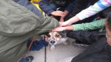 Small Dogs, Big Jobs: Tikka Helps Kids Overcome Fears