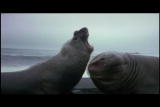 Mutual of Omaha's Wild Kingdom: Elephant Seal Male