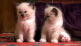 Animal Planet Too Cute Kittens Schedule