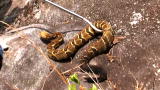 Snake Man of Appalachia: Looking for Rattlesnakes