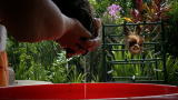 Too Cute! Baby Sloths: Bath Time for Baby Sloths