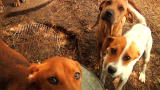 Confessions: Animal Hoarding: Stan