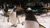 Most Outrageous: Sea World Penguins