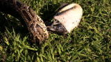 Swamp Wars: Python Regurgitates Bird