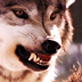 Animal Face-Off: Wolf vs. Cougar