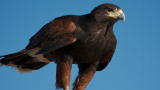 Lost Tapes: Death Raptor aka Owl Man