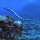 Mutual of Omaha's Wild Kingdom: Katuali: The Niue Sea Krait