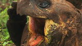 Weird, True & Freaky: Tortoise vs. Cats