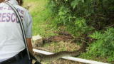 Swamp Wars: Snake Trapped in Fence