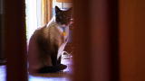 Must Love Cats: Klepto Kitty