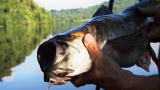 River Monsters: A Boatload of Monsters