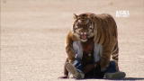 Fatal Attractions: Living With a Bengal Tiger