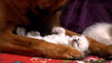 Too Cute!: Ragdoll Kittens Make Friends with German Shepherd