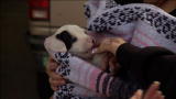 Pit Bulls & Parolees: Abandoned Pit Bull Puppy