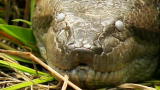 Freak Encounters: Megasnake