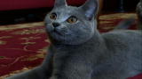 Cats 101: Chartreux