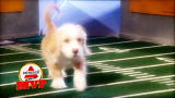 Puppy Bowl VII: Puppy Bowl VII MVP