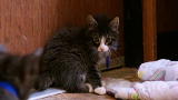 Must Love Cats: The Kitten Room