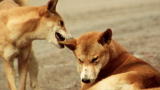 Top 10 Super Dogs: Dingo