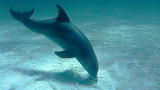 The Ultimate Guide to Dolphins: Secrets of Dolphin Sonar