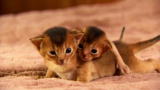 Too Cute: Being Tiny is Tough
