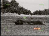 Mutual of Omaha's Wild Kingdom: Eye on Hippos