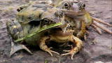 Weird True & Freaky: Three-Headed Frog?